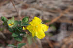 Fourpetal St. Johnswort